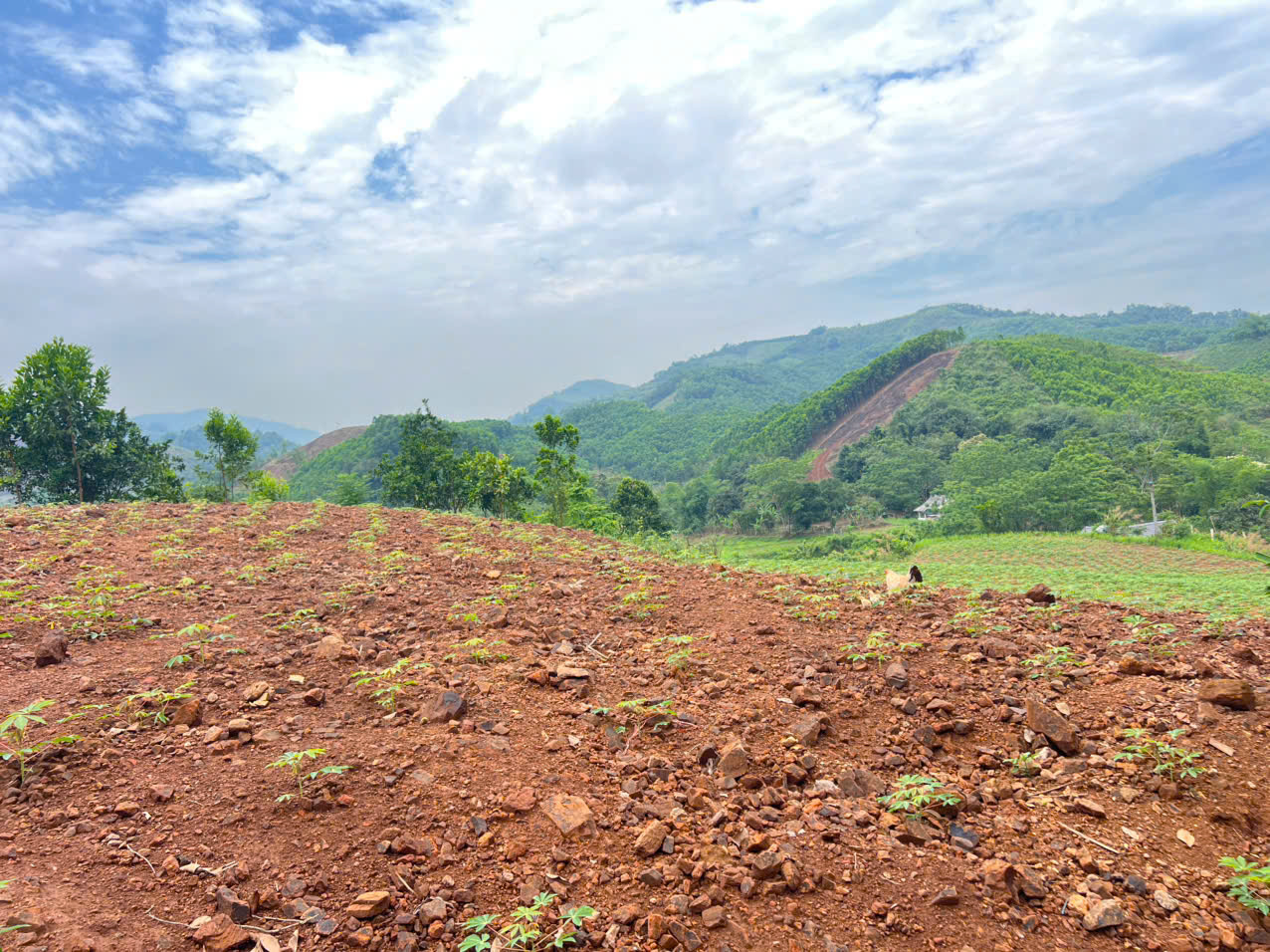 Bán 3330M_sẵn 400M thổ cư đất view thung lũng ruộng bậc thang siêu đẹp_Cao Phong Hoà Bình_1,x tỷ - Ảnh 2